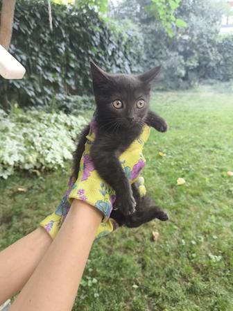 Котенок ищет дом!