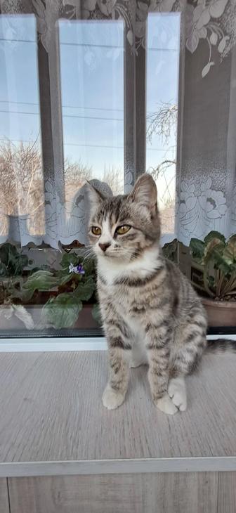 Котенок 2 месяца