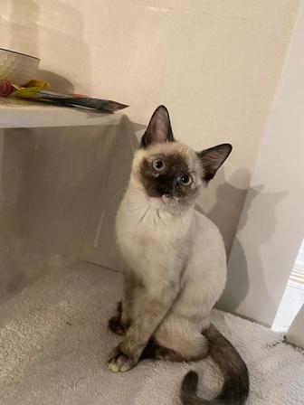 Котик, сиамская в Талгаре