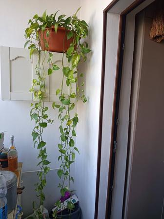 Продам цветок сциндапсус