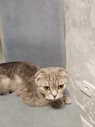 Отдам вислоухую Кошку в хорошие руки