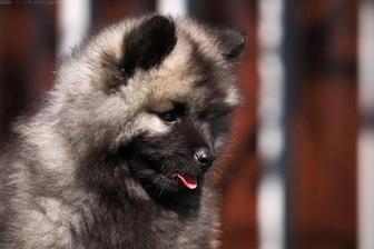 Невероятные малыши Единственный помет в Казахстане Эксклюзивные щенки