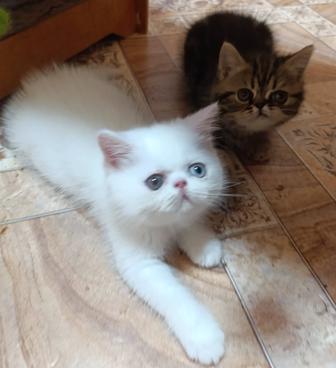 Продаются котята экзоты
