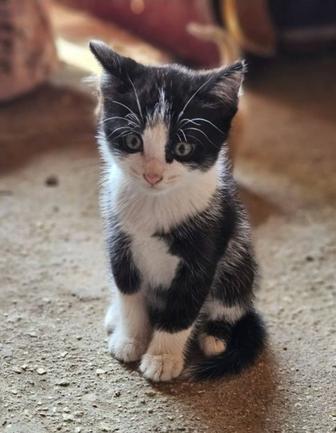 Отдам котенка