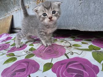 Котенок шотландский вислоухий