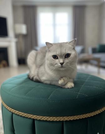 Продам кошку Серебристая шиншилла