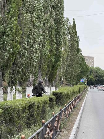 Стрижка Карагачей