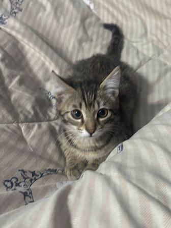 Котенок