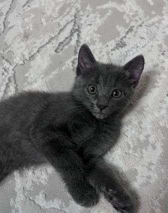 Отдам котят в хорошие руки