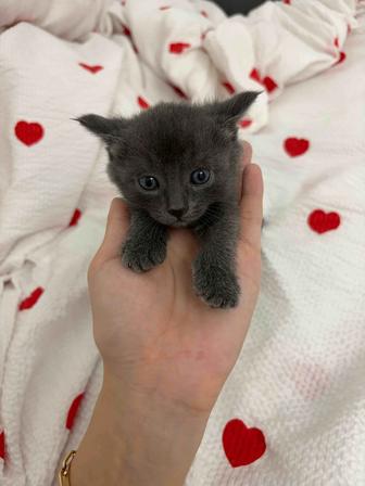 Котята британские