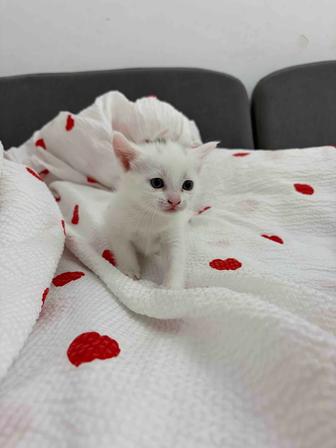 Котята британские