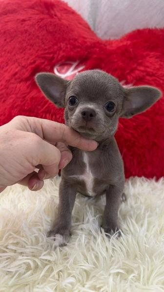Чихуахуа девочка лиловая