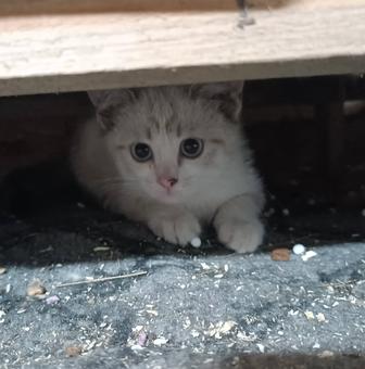 Котенок в хорошие руки