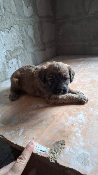 Отдам щенков в добрые руки.