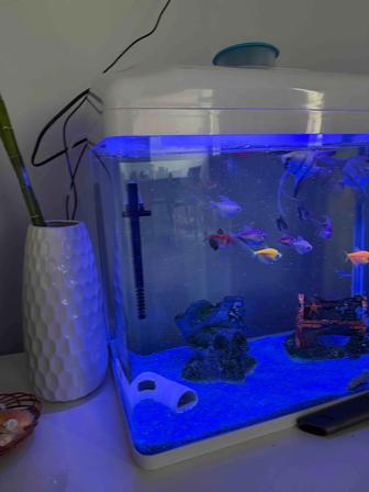 Продам аквариум 70 л с рыбками и со всеми принадлежностями.