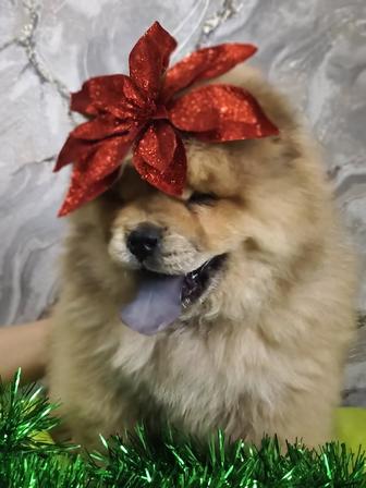 Щенки Чау-чау