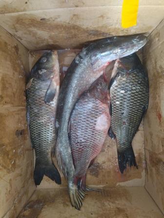 Продается свежее мороженное рыба щука и карп