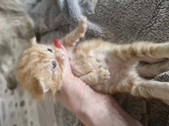 Ищу семью для котиков!