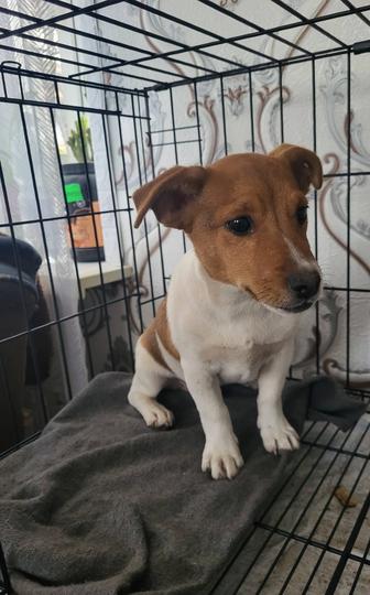 Джек Рассел терьер.