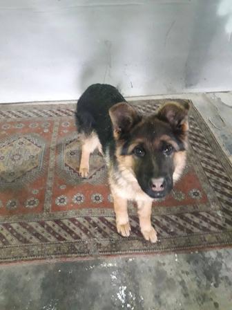 Немецкая овчарка.