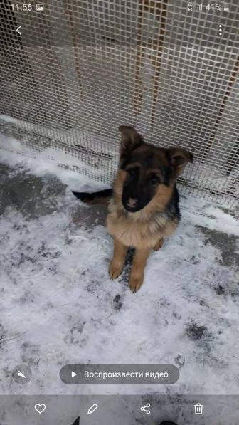 Немецкая овчарка.