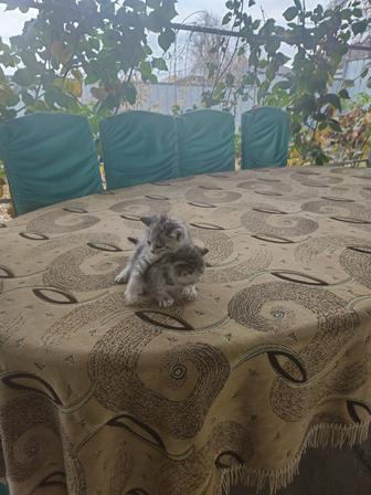 Шотландская порода кошек