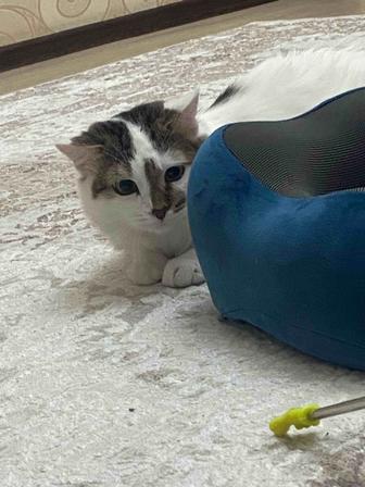 Кот ищет семью