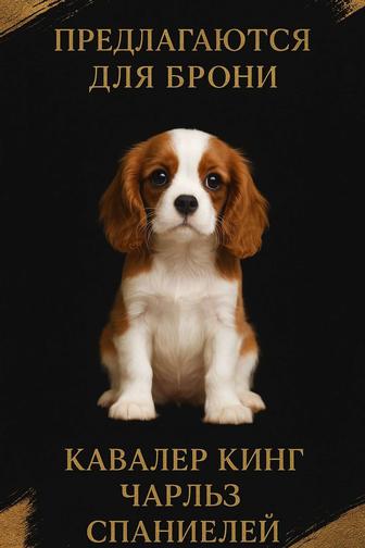 Кавалер Кинг Чарльз Спаниель