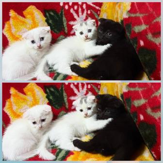 Котенок девочка белая осталась