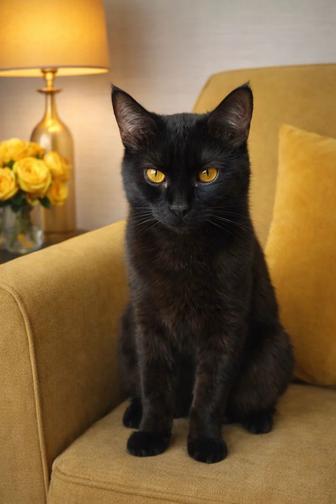 Котик Степан ищет семью. 8 месяцев