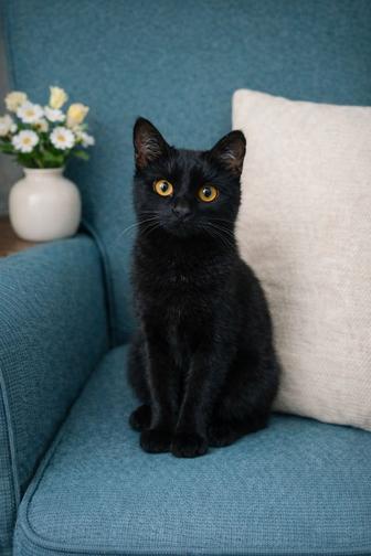 Котик Степан ищет семью. 8 месяцев