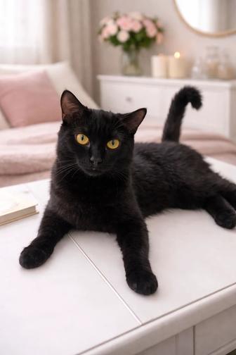 Котик MISTER BLACK ищет семью. 8 месяцев