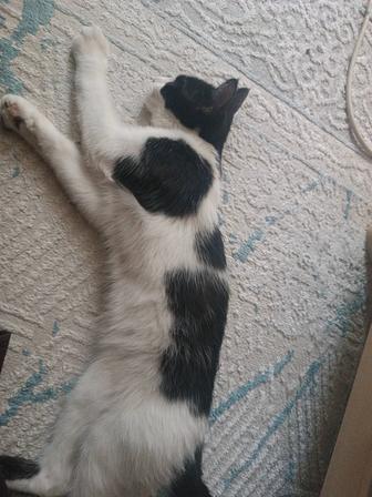 Отдам котенка в добрые руки