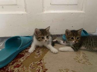 Котята