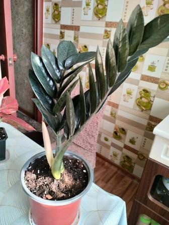 Черный замиокулькас или долларовое дерево