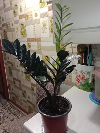 Черный замиокулькас или долларовое дерево