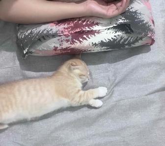Отдам в хорошие руки котенка