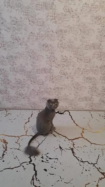 Отдам кота