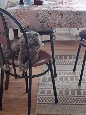 Отдам кота