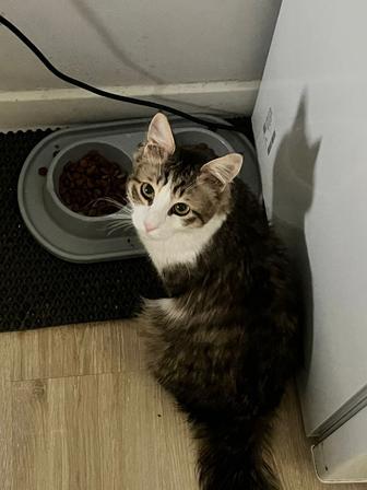 Кот