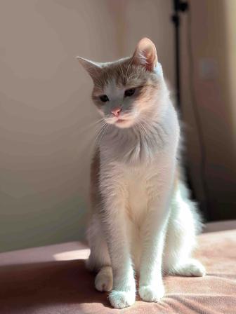 Отдам кошечку в добрые руки