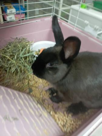 Кролик девочка