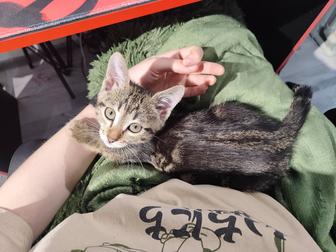 Котёнок девочка домашняя