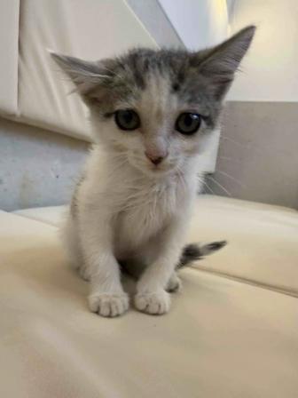 Отдам котенка в добрые руки