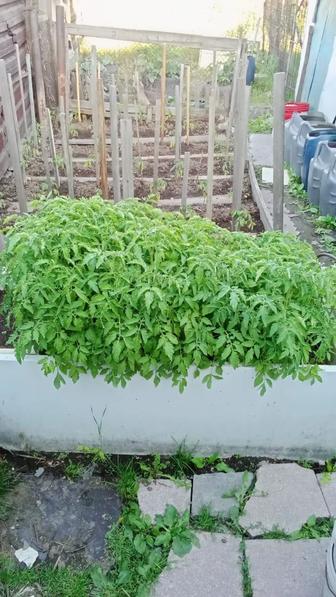 Продам рассаду помидор