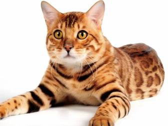 Вязка кот Бенгал с родословной 15000тг