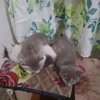 Отдам котенка помесь с британской кошкой