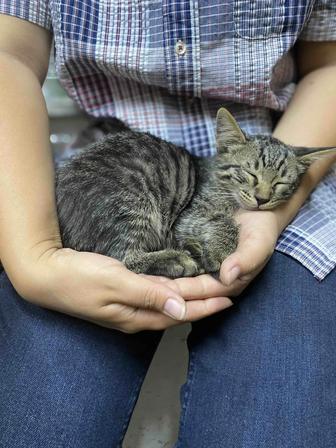 Котенок 2-3 месяца в добрые руки