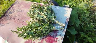 Продам банные веники.