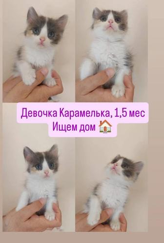 Котята маленькие
